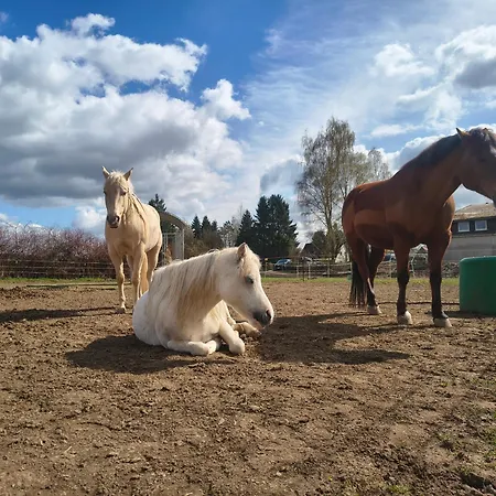 Westernreiten K&k *